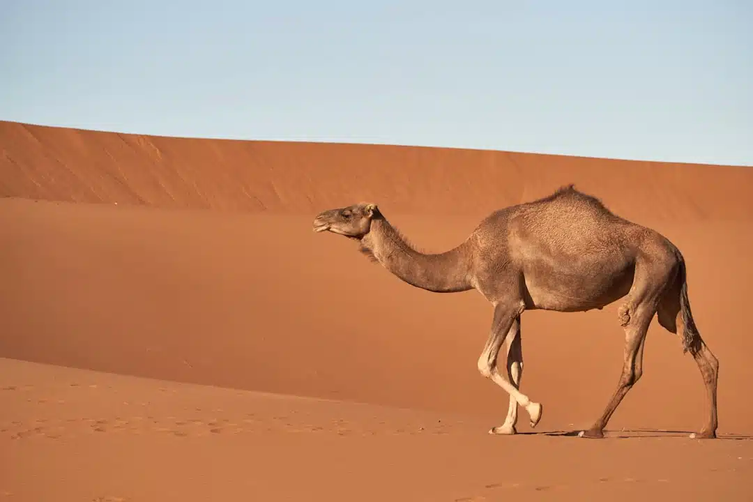 découvrez le sahara, le plus grand désert chaud du monde, avec ses paysages à couper le souffle, ses dunes majestueuses et sa faune unique.