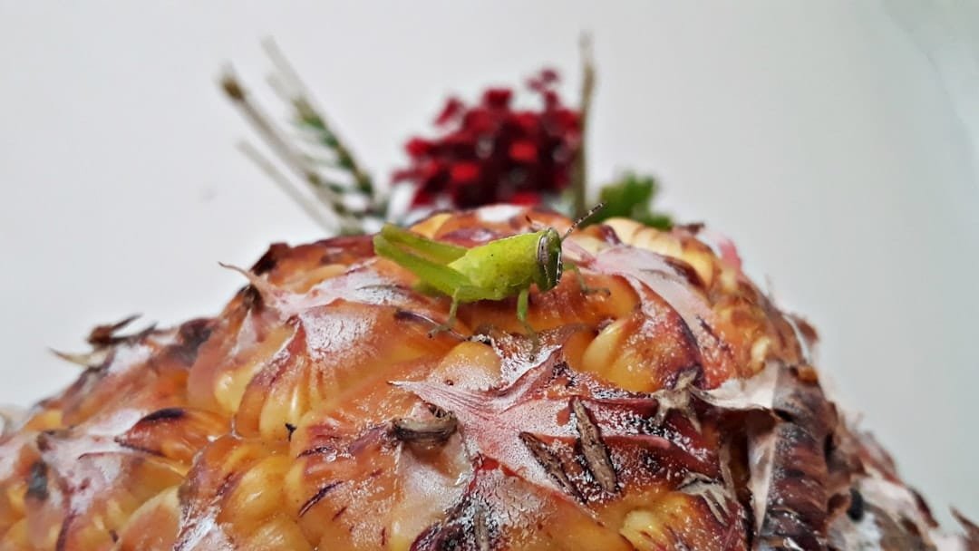 découvrez la cuisine hivernale moderne d'algérie, alliant saveurs traditionnelles et touches contemporaines pour réchauffer vos repas en saison froide.