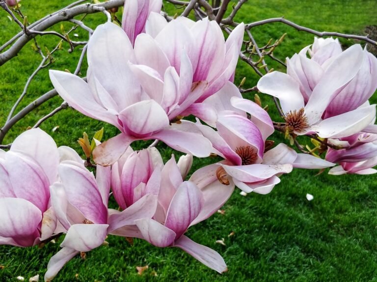 découvrez la beauté éclatante des fleurs de printemps avec spring bloom, votre source d'inspiration pour des jardins florissants et des moments de nature renouvelée.