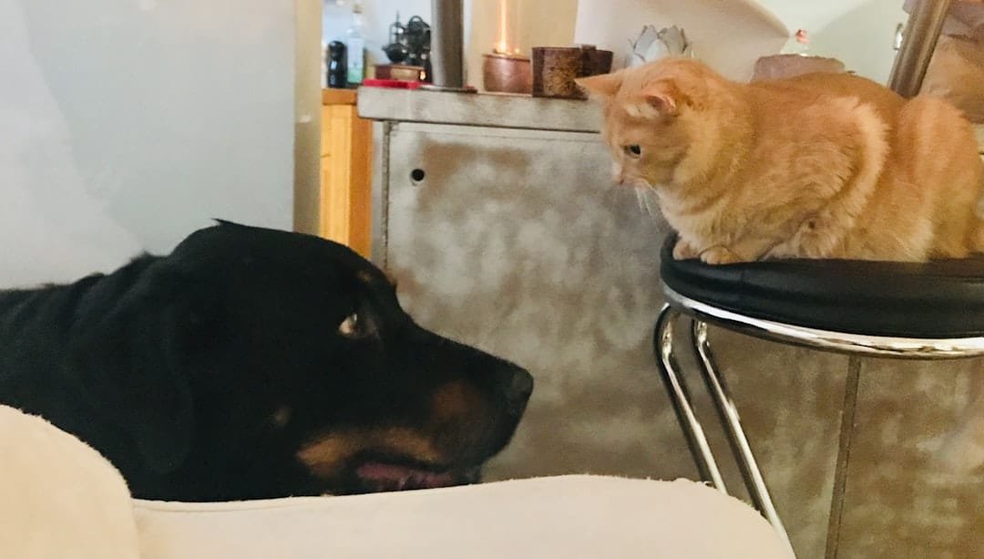 découvrez une rencontre inattendue qui bouleverse le quotidien et révèle des émotions insoupçonnées dans cette histoire captivante.