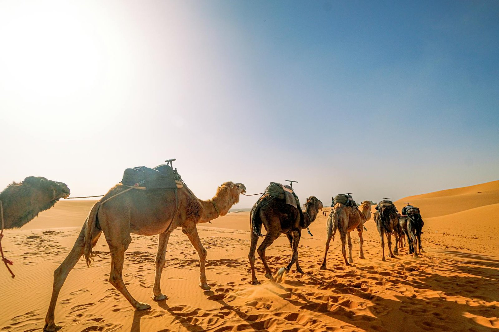 Sahara algérien, dunes et paysage désertique