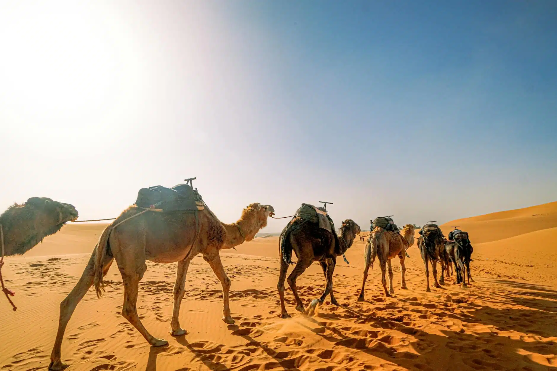 Sahara algérien, dunes et paysage désertique