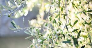 huile d'olive biologique algérienne : découvrez la pureté et la qualité de l'huile d'olive 100% naturelle, récoltée en algérie pour une saveur authentique et un bien-être garanti.