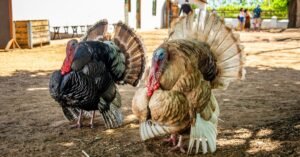 découvrez tout sur la turquie : sa culture riche, ses paysages magnifiques et sa cuisine savoureuse.
