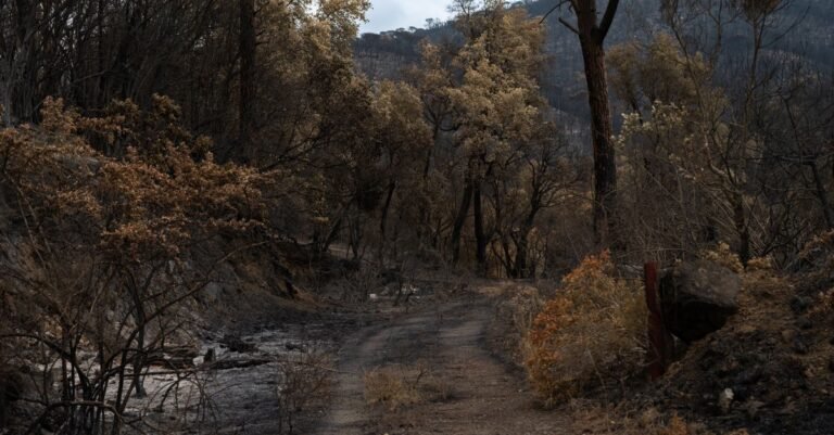 découvrez les causes, les impacts et les mesures de prévention des incendies de forêt pour mieux protéger notre environnement et nos communautés.