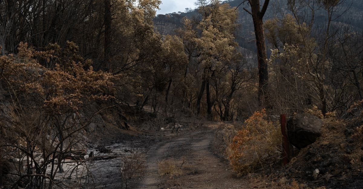 découvrez les causes, les impacts et les mesures de prévention des incendies de forêt pour mieux protéger notre environnement et nos communautés.