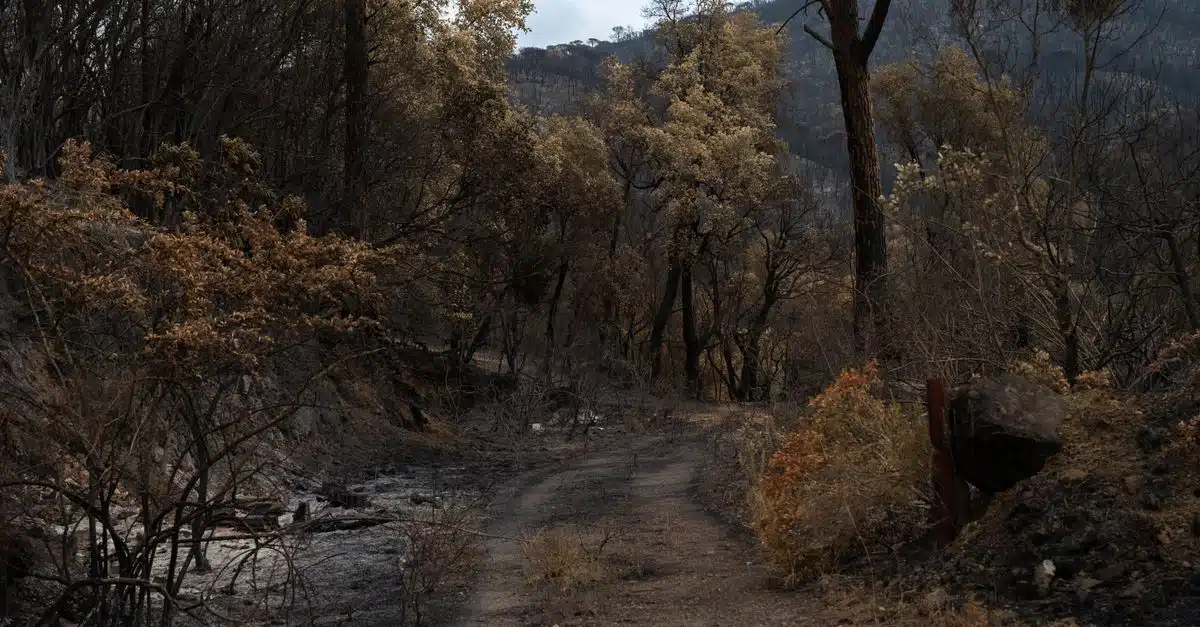 découvrez les causes, les impacts et les mesures de prévention des incendies de forêt pour mieux protéger notre environnement et nos communautés.